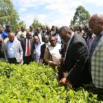 Plans underway to set up a KSh500 million tea factory in Bungoma County/Courtesy