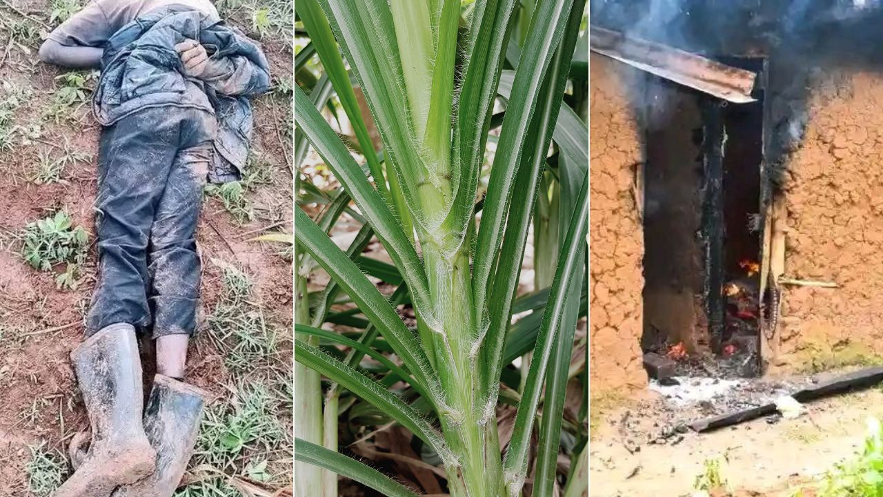 A three-part image showing a man lying on the ground, a close-up of Napier grass, and a burning mud house following a violent dispute in Bungoma County.