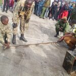 Uniformed officers handling a long python on the ground near an open decorative box, with onlookers and security personnel surrounding the scene at a border point in Namanga.
