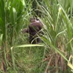People standing among tall sugarcane plants in a rural field, focusing on an area where a body was reportedly found.