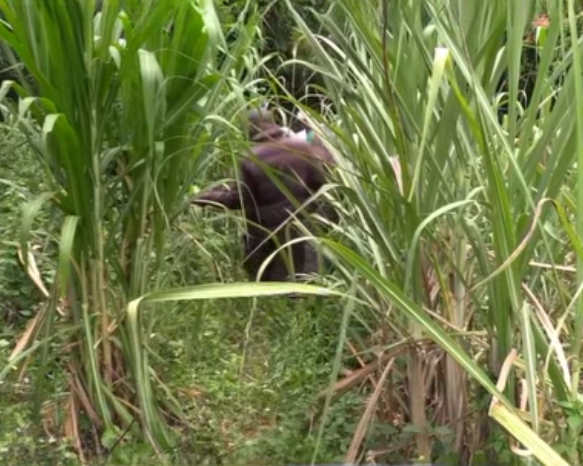 People standing among tall sugarcane plants in a rural field, focusing on an area where a body was reportedly found.