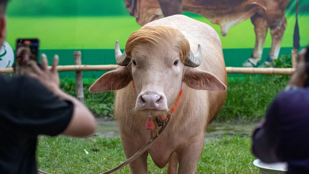Buffalo named Donald Trump to be slaughtered for Eid celebrations