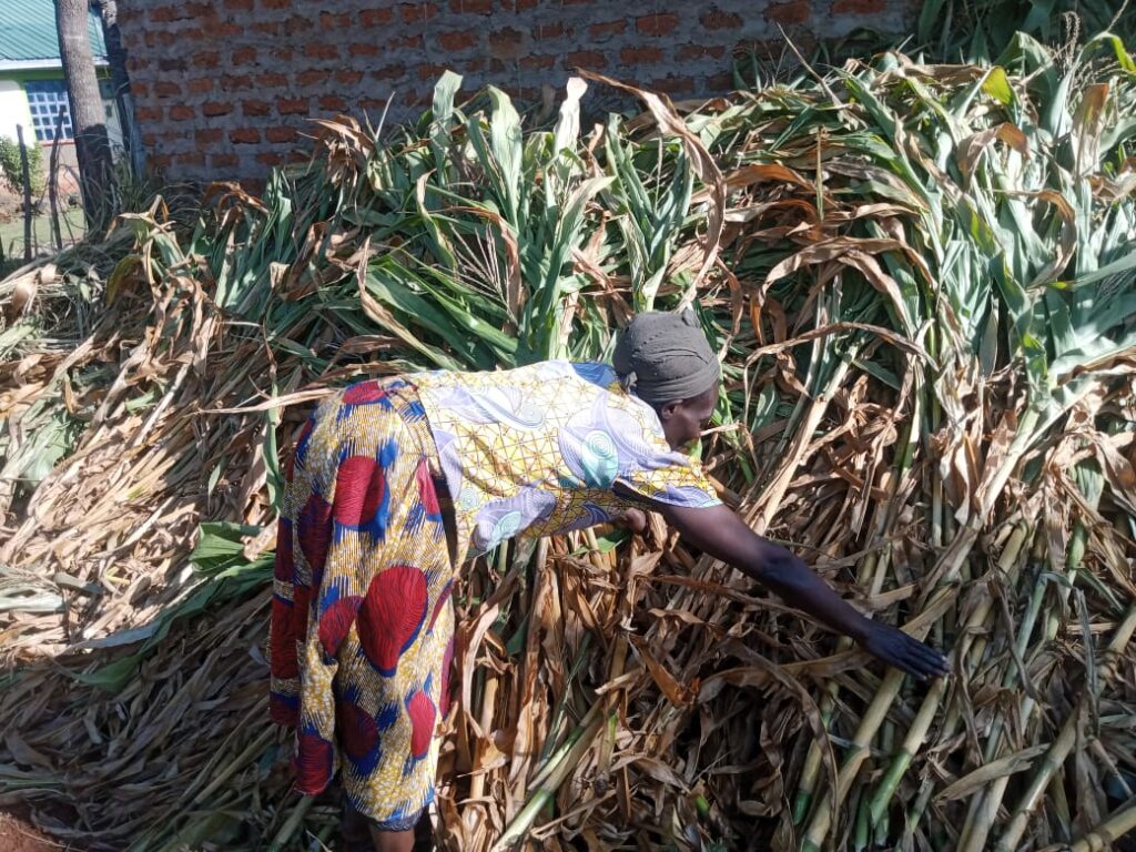 Farmer Caroline Alwega points to a pile of withered maize stalks she cut from her farm and is using as livestock feed after losing her entire harvest to drought in Lugari Sub-County, Kakamega County.