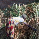 Farmer Caroline Alwega points to a pile of withered maize stalks she cut from her farm and is using as livestock feed after losing her entire harvest to drought in Lugari Sub-County, Kakamega County.