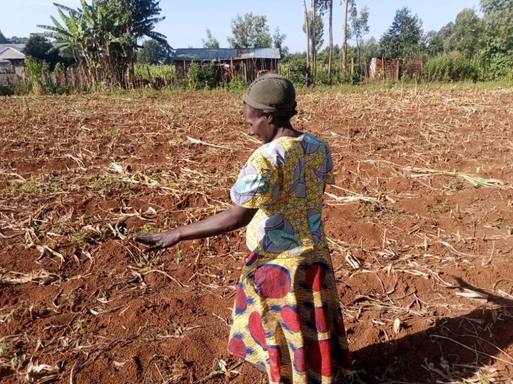 Farmer Caroline Alwega points to a pile of withered maize stalks she cut from her farm and is using as livestock feed after losing her entire harvest to drought in Lugari Sub-County, Kakamega County.